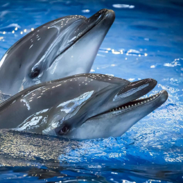 9 интересных фактов черноморских о дельфинах