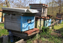 Пчеловодство «Нистор»