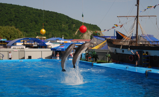 Архипо-Осиповский дельфинарий
