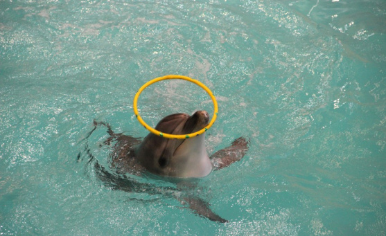 Геленджикский дельфинарий